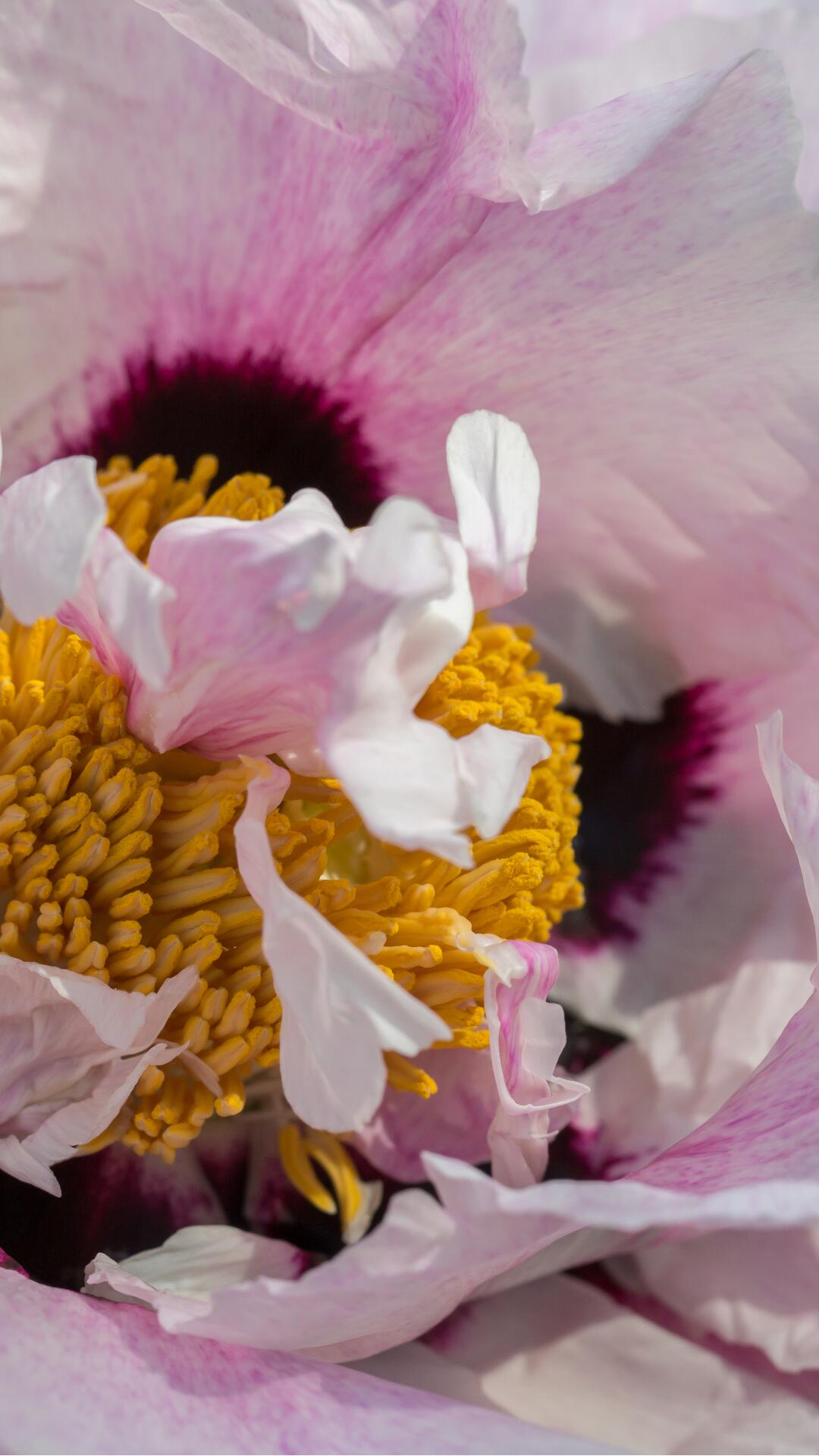 <span class="ezstring-field">kl_peony_active-ingredient_field_plant_2019 -42- 367x460</span>